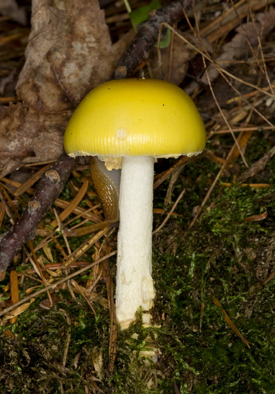 Amanita elongata? Pluteaceae