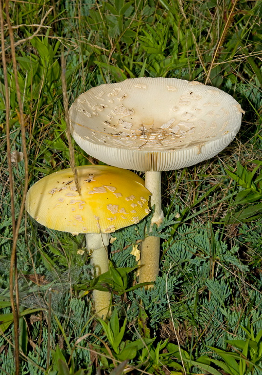 Amanita muscaria? Pluteaceae