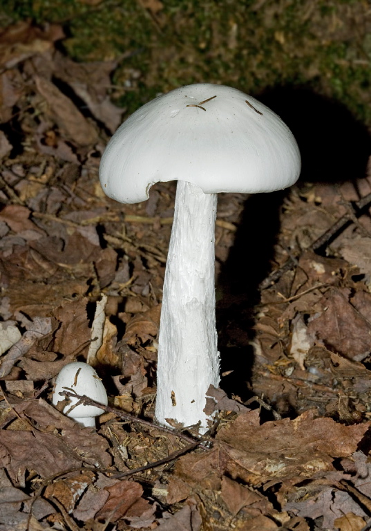 Amanita bisporigera? Pluteaceae