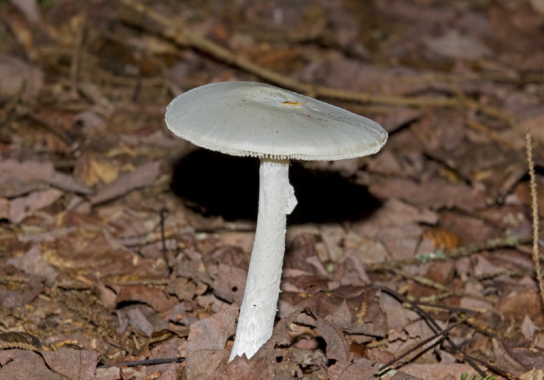 Amanita bisporigera? Pluteaceae