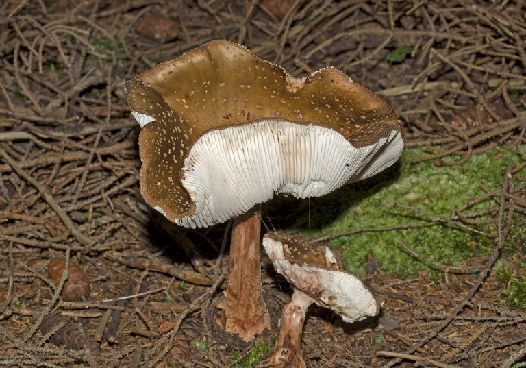 Amanita pantherina? Pluteaceae