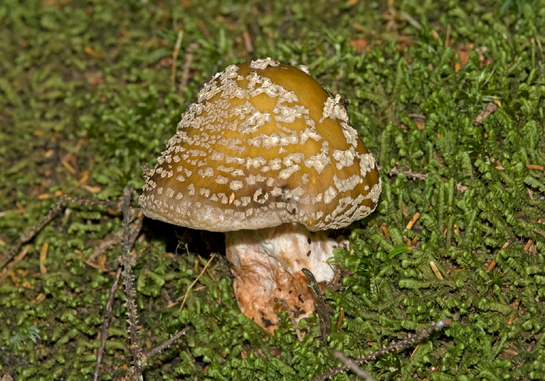 Amanita pantherina? Pluteaceae