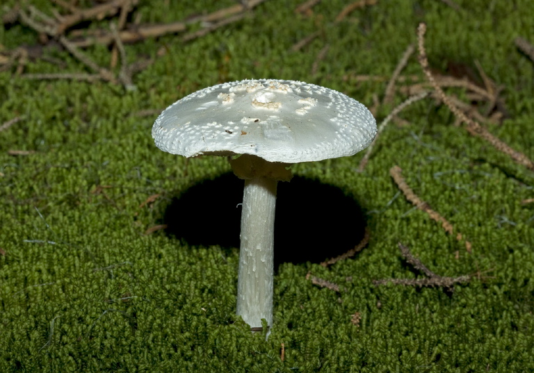 Amanita sp.? Pluteaceae