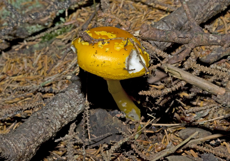 Amanita flavoconia? Pluteaceae