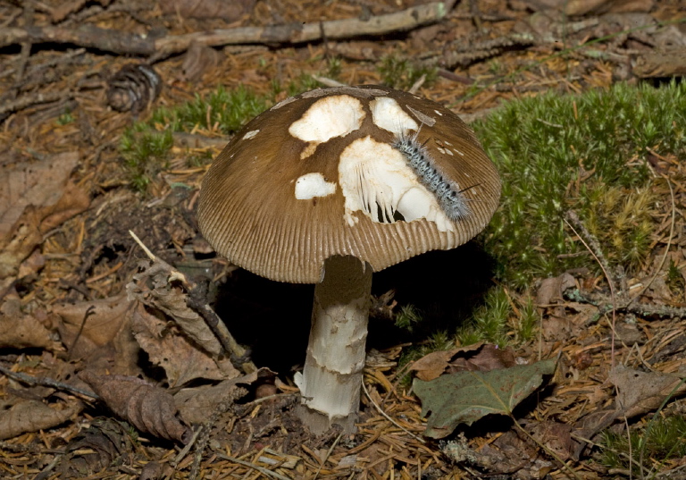 Amanita sp.? Pluteaceae