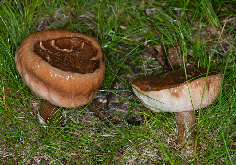 Suillus sp.? Suillaceae?