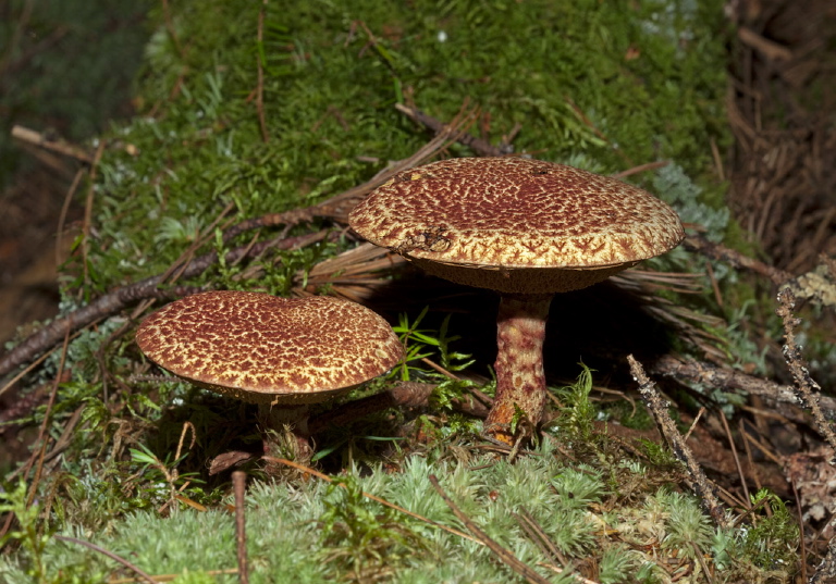 Suillus pictus? Suillaceae?