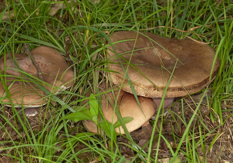 Tylopilus indecisus  