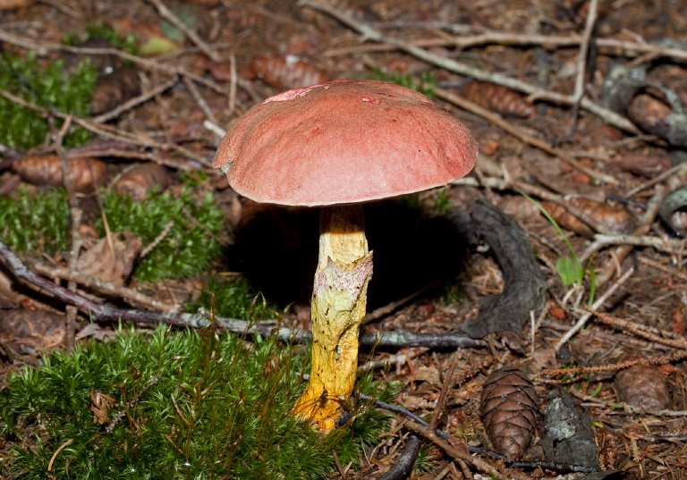 Leccinum chromapes? Boletaceae