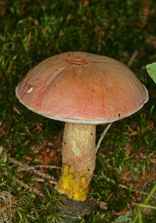 Leccinum chromapes? Boletaceae