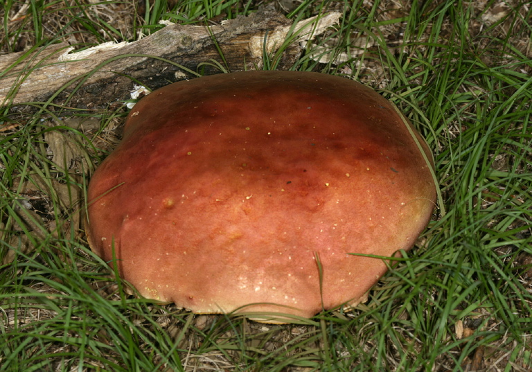 Suillus grevillei? Suillaceae