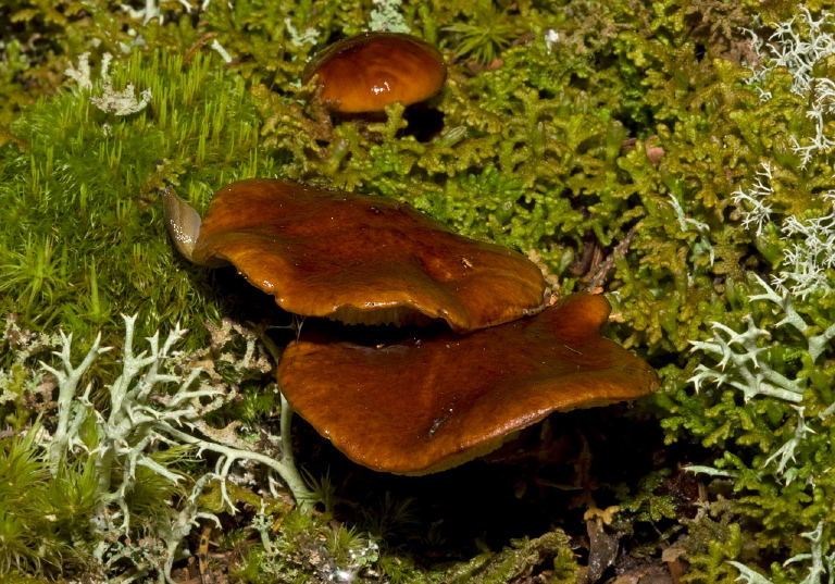 Suillus sp.? Suillaceae?