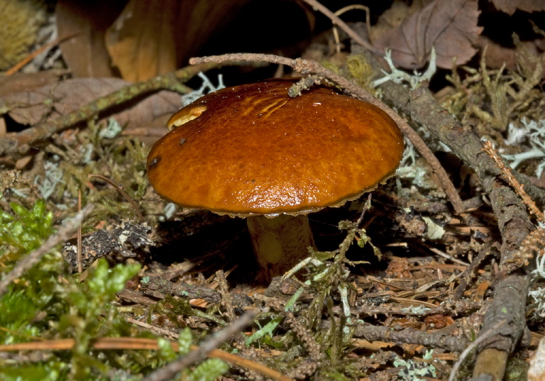 Suillus sp.? Suillaceae?