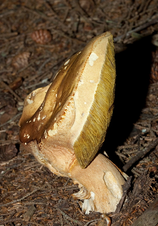 Tylopilus felleus? Boletaceae