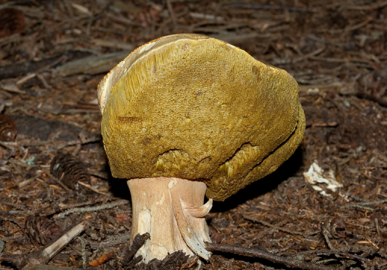 Tylopilus felleus? Boletaceae