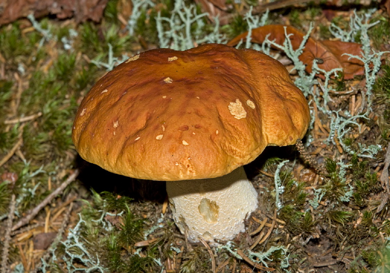 Boletus hortonii? Boletaceae