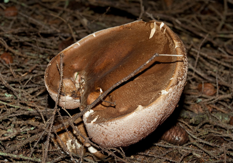 Tylopilus felleus? Boletaceae