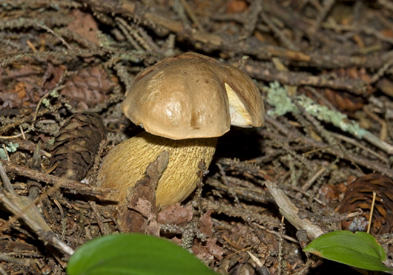 Tylopilus felleus? Boletaceae