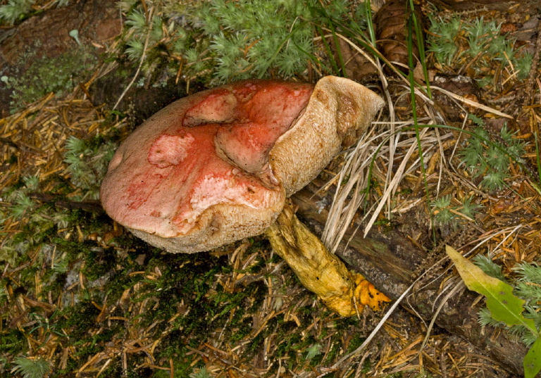 Leccinum chromapes? Boletaceae