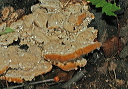polypore_img_5105