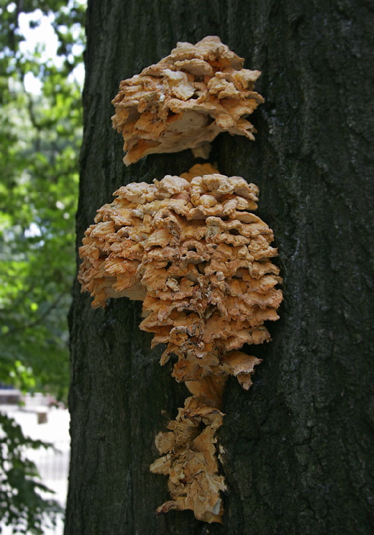 Laetiporus Sulphureus Polyporaceae