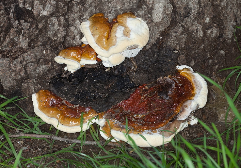 Inonotus sp.?  