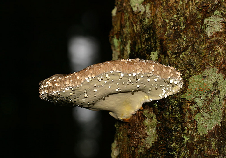 Fomitopsis pinicola Fomitopsidaceae 