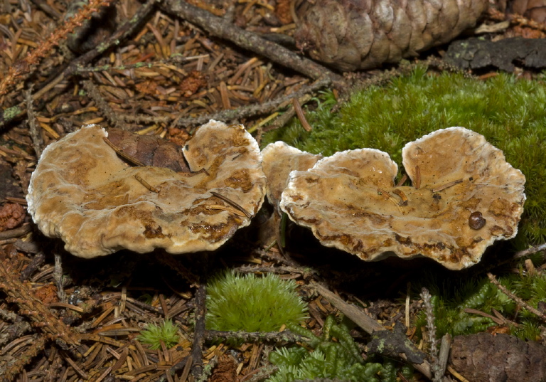   Fomitopsidaceae