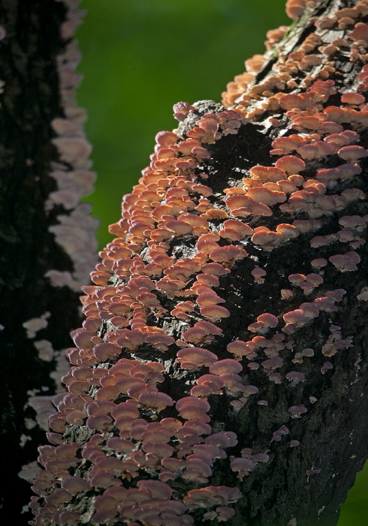   Polyporaceae