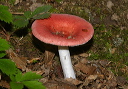 russula_img_2101