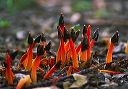 stinkhorn