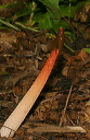 stinkhorn060