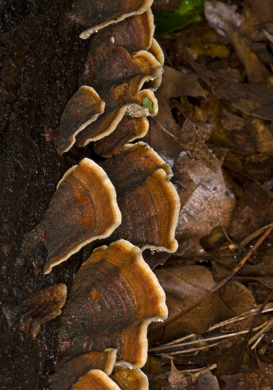 Stereum ostrea? Stereaceae