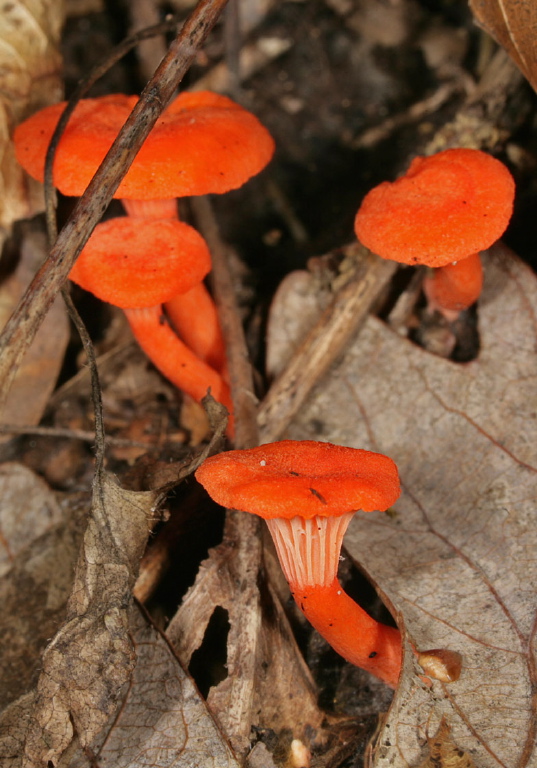 Cantharellus cinnabarinus Cantharellaceae