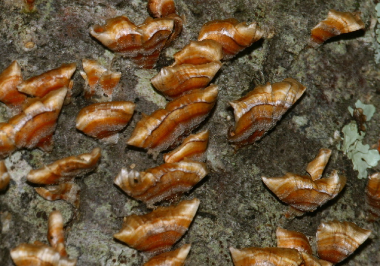 Stereum ostrea? Stereaceae?