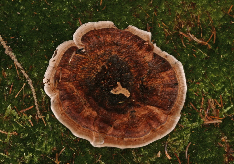 Hydnellum concrescens? Bankeraceae