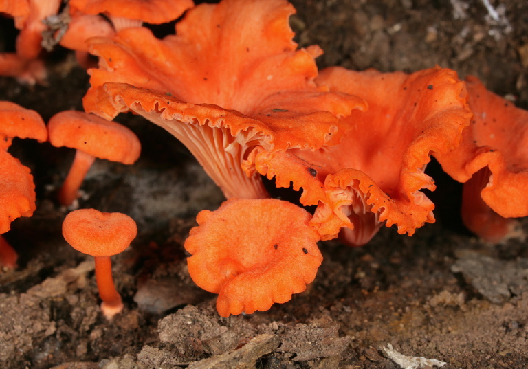 Cantharellus cinnabarinus Cantharellaceae