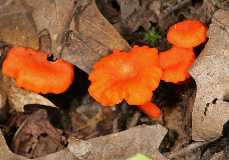 Cantharellus cinnabarinus Cantharellaceae