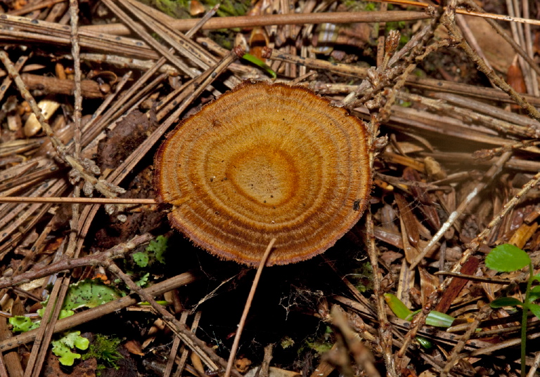 Coltricia cinnamomea Hymenochaetaceae