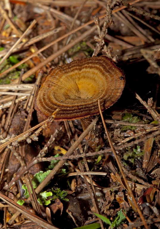 Coltricia cinnamomea Hymenochaetaceae