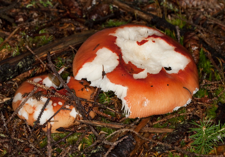 Russula emetica? Russulaceae