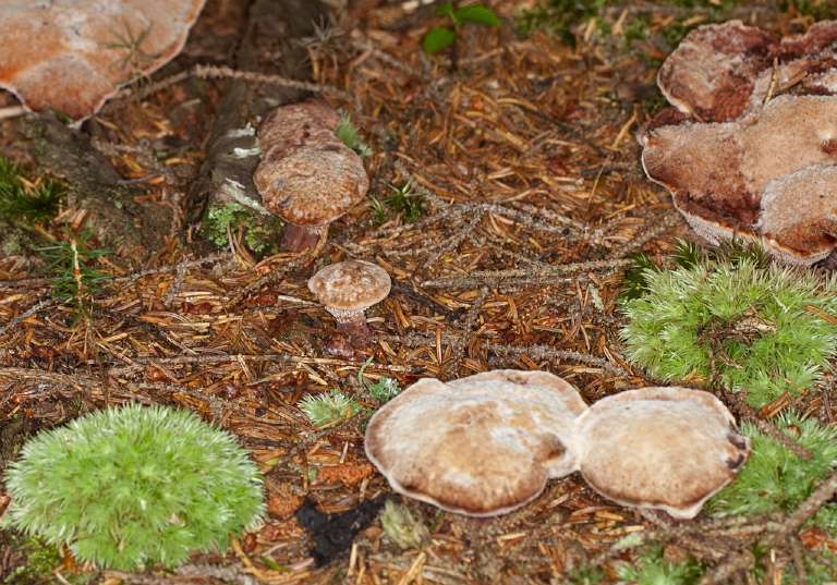 Hydnellum spongiosipes? Bankeraceae