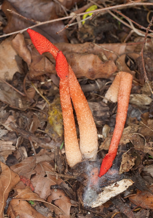 Phallus rubicundus Phallaceae