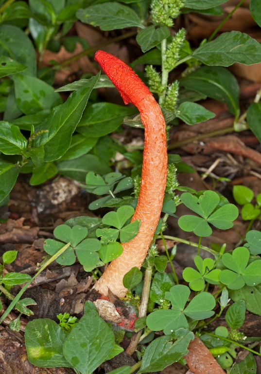 Phallus rubicundus Phallaceae