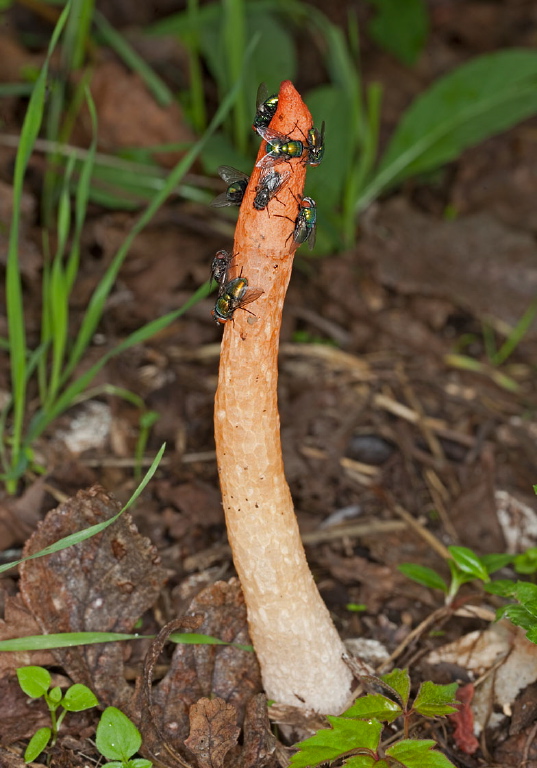 Mutinus elegans? Phallaceae