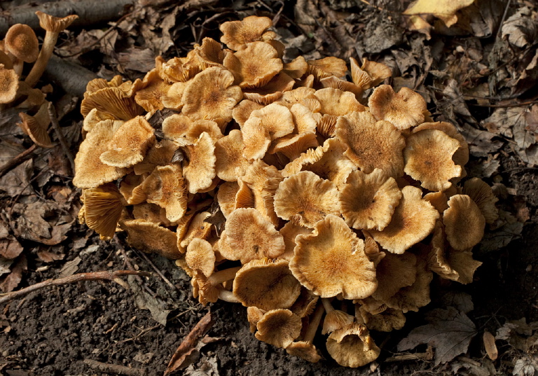 Cantharellus sp.? Cantharellaceae?