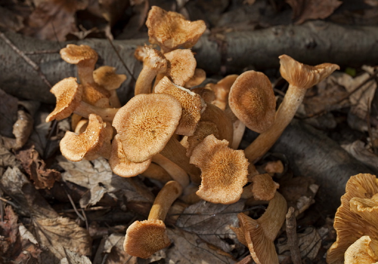 Cantharellus sp.? Cantharellaceae?