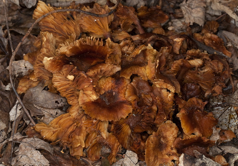 Cantharellus sp.? Cantharellaceae?