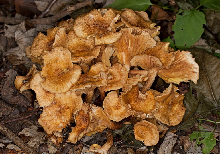 Cantharellus sp.? Cantharellaceae?