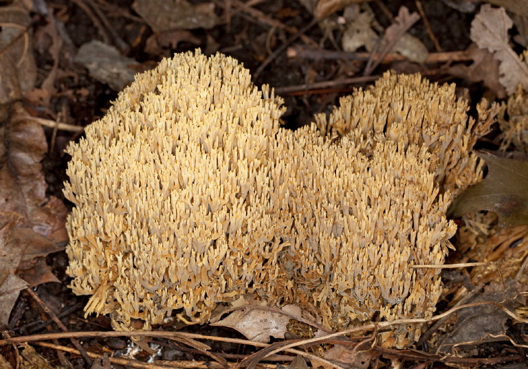 Ramaria sp? Gomphaceae